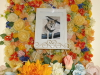 水戸市愛犬ココアちゃん