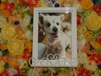 行方市愛犬カーリーちゃん