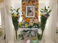 石岡市愛犬ももちゃん