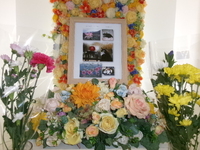 水戸市愛猫ビーちゃん