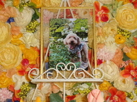 ひたちなか市愛犬ボルトちゃん