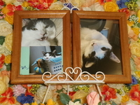 水戸市愛猫凪ちゃん