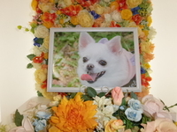 石岡市愛犬ななちゃん