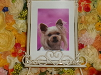 常陸太田市愛犬ジャスパーちゃん