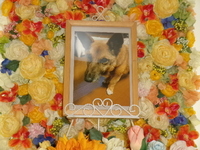 城里町愛犬タイムちゃん