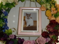 日立市愛猫たまごちゃん