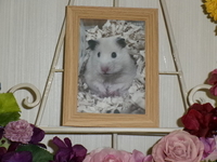 水戸市ハムスターそあらちゃん