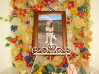 水戸市愛犬ラブちゃん