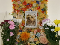 東海村愛犬かれんちゃん