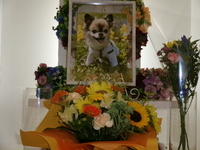 東海村愛犬スカルちゃん