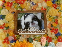 ひたちなか市愛犬百福ちゃん