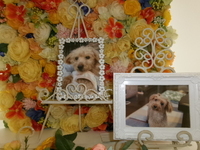 ひたちなか市愛犬くうちゃん