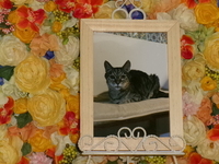 水戸市愛猫チャチャちゃん