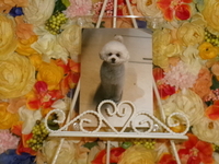 水戸市愛犬コロンちゃん