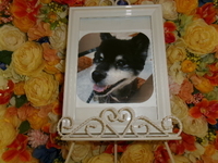 ひたちなか市愛犬うみちゃん