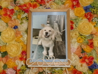 潮来市愛犬空ちゃん