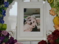 常陸大宮市愛犬プリンちゃん