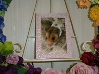 水戸市ハムスターたまちゃん