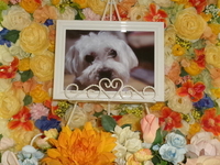 水戸市愛犬ミミちゃん