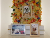 笠間市愛犬モコちゃん