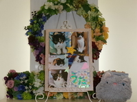 城里町愛猫うたちゃん