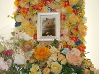 日立市ハムスターおもちちゃん