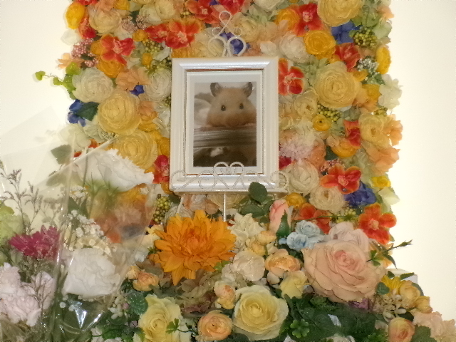 キンクマハムスター・おもちちゃん.JPG