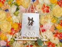 ひたちなか市愛兎琥珀ちゃん