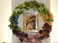 水戸市愛犬あもちゃん