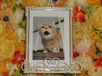 水戸市愛猫とら吉ちゃん