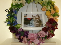 水戸市愛猫ミーコちゃん