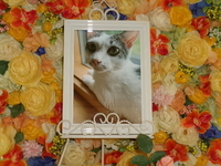 水戸市愛猫ケイトちゃん