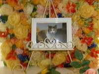 那珂市愛猫キナコちゃん