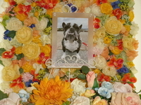 水戸市愛犬三郎ちゃん