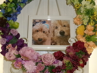 水戸市愛犬ココちゃん