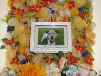 水戸市愛犬ＡＣＥちゃん