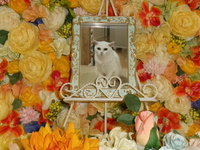 城里町愛猫ちーちゃん