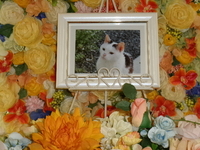 日立市愛猫ミューちゃん