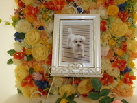 水戸市愛犬ポポちゃん