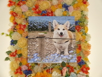 日立市愛犬ゆずちゃん