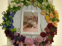 水戸市ジャンガリアンハムスター・むーちゃん