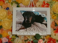 ひたちなか市愛犬姫ちゃん