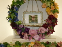 水戸市トイプードル愛犬ルークちゃん