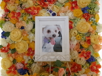 ひたちなか市愛犬エルモちゃん