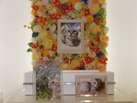 常陸大宮市愛猫ちゃちゃちゃん