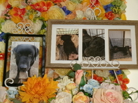 鉾田市愛犬チョコちゃん