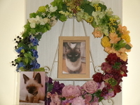 水戸市愛猫ブチャラティちゃん