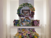 大子町愛犬マロンちゃん