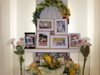 日立市愛猫ほたてちゃん