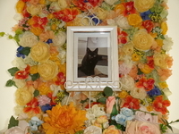 水戸市愛猫グリちゃん